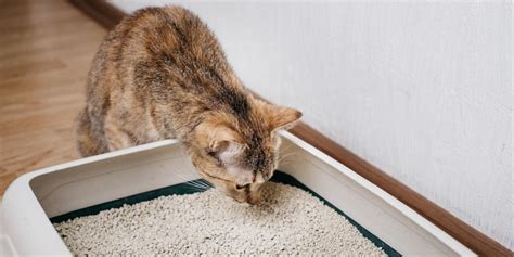 The Mysterious Purr-Fect Instinct: 5 Surprising Reasons Cats Master Litter Box Etiquette