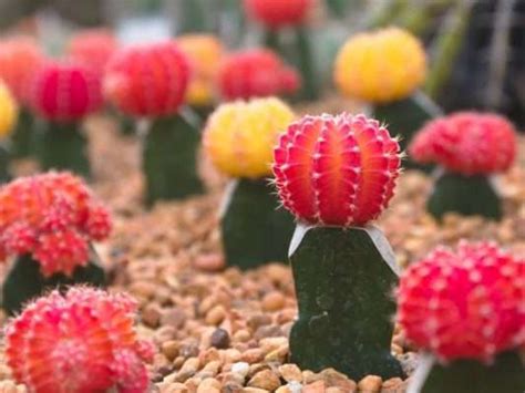 Rare Cactus Plants- Sweet Threat For Collectors - UnusualSeeds