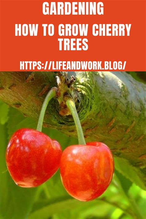 How To Grow Cherry Trees