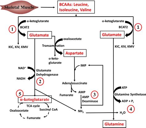 Frontiers Branched Chain Amino Acids Catabolism In Skeletal Muscle