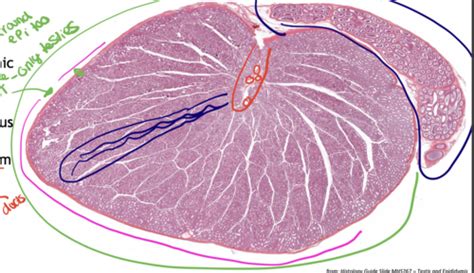 Histology Of Male Repro Flashcards Quizlet