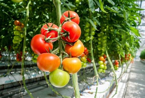 Cultivo de TOMATE en INVERNADERO Guía Práctica y Consejos