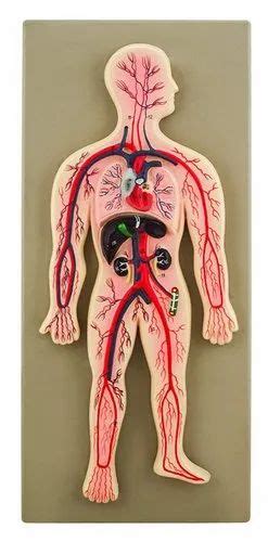 Human Circulatory System At Rs Anatomical Models In Pune Id