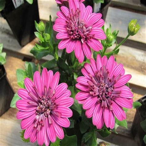 African Daisy Osteospermum Mixed Color Seeds 100 Pcs Free Shipping Worldwide