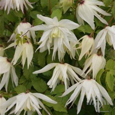 Alpenbosrank Clematis Alpina Albina Plena S Pot Cm Vijf