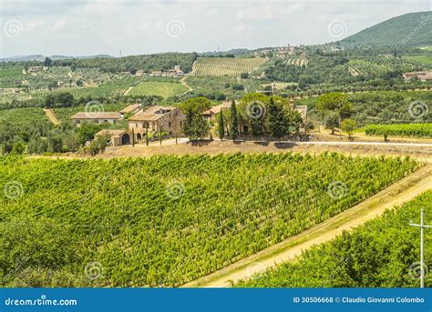 Tuscany Chianti Vineyards Stock Photo Image Of Olive Afternoon