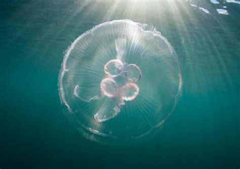 Study Reveals The Nutritional Appeal Of Moon Jellyfish