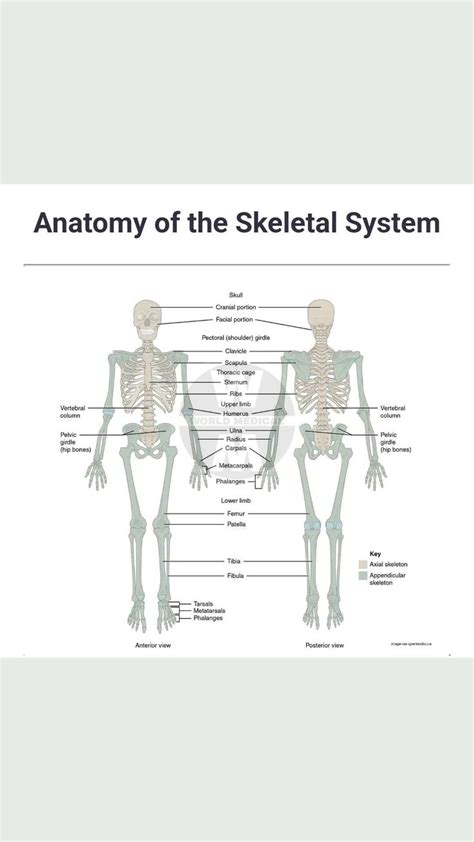 Anatomy of the Skeletal System