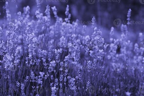 Beautiful lavender flowers in a lavender field. toned image in trendy purple color Very Peri ...