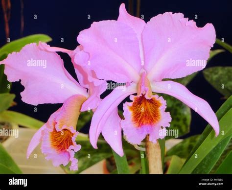 Cattleya Percivaliana Forma Aurea Georgina Stock Photo Alamy