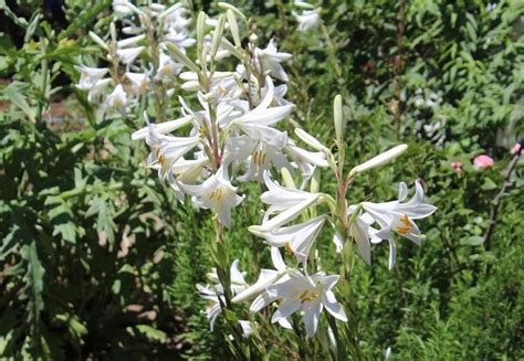 Weisse Lilie Lilium candidum 10 Samen Etsy Österreich