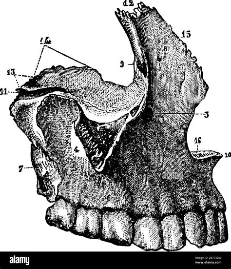 Maxilar Superior Ilustracion O Grabado Im Genes De Stock En Blanco Y