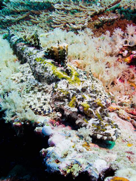 Crocodile Flathead Cymbacephalus Beauforti Sandbar Dive S Flickr