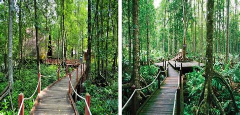 Hutan Paya Air Masin Di Laut Matang Perak Itinerari H M Di Kuala