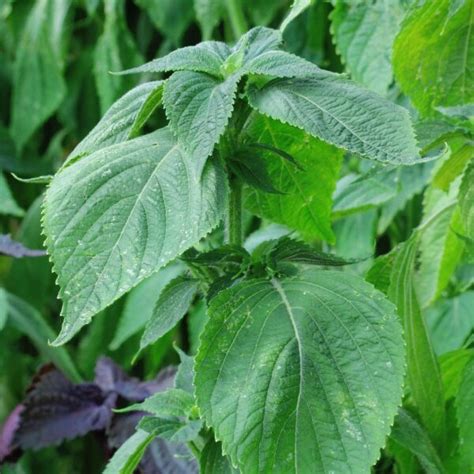 Green Shiso Perilla Frutescens Seeds