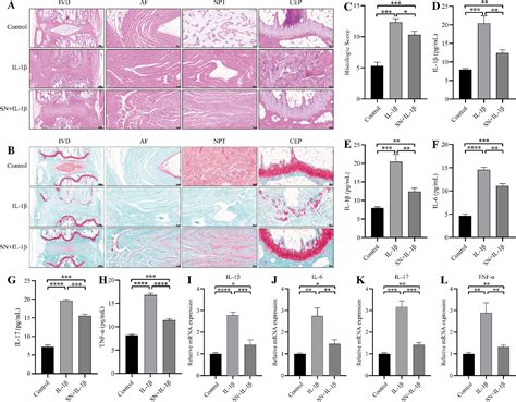 Figure From Sinomenine Ameliorates Il Induced Intervertebral Disc