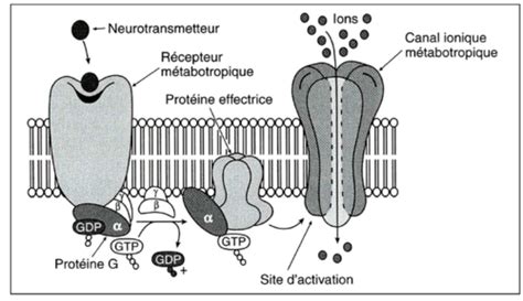Notion De R Cepteur Flashcards Quizlet