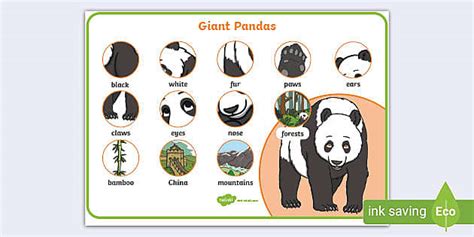 The Giant Panda Word Mat Ks L Insegnante Ha Fatto