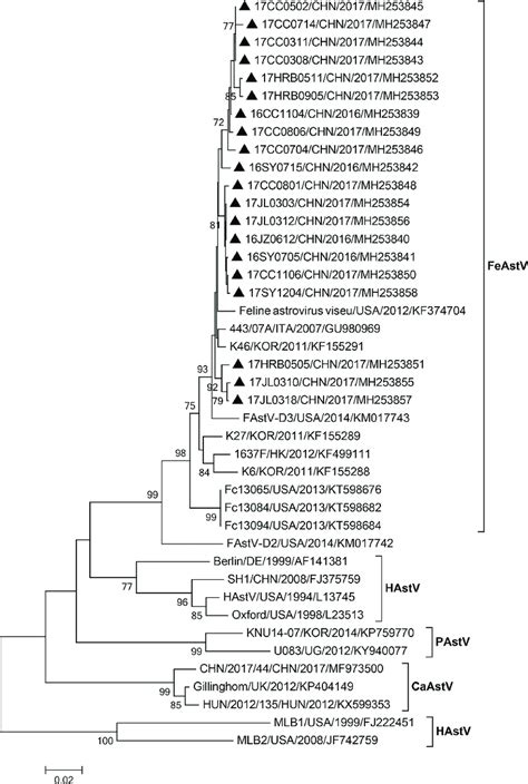 Phylogenetic Tree Of Nucleotide Sequences 336 Bp Fragment From The