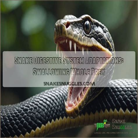 snake digestive system adaptations swallowing  prey