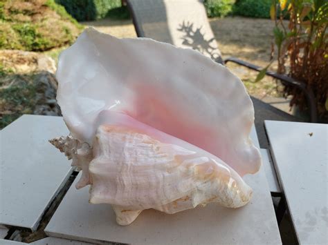 Vintage Caribbean Large Conch Shell Beach Decor Etsy