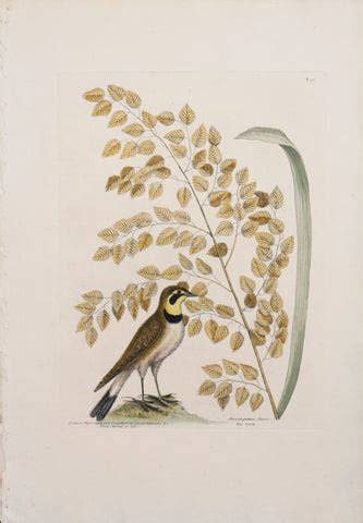 mark catesby   arader galleries