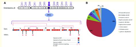 Genetic Heterogeneity In Spg11 Hsp A Schematic Representation Of The Download Scientific