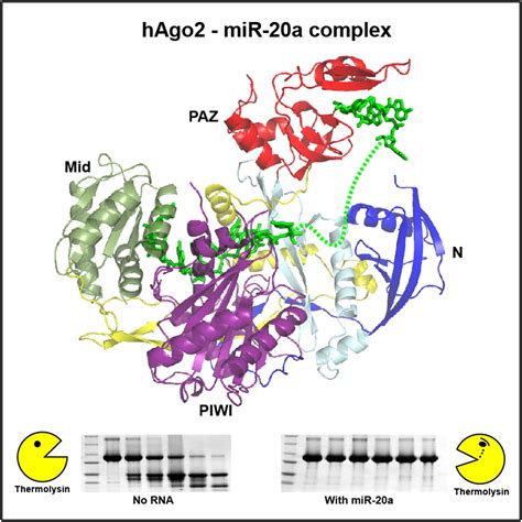 The Structure Of Human Argonaute 2 In Complex With Mir 20a Cell