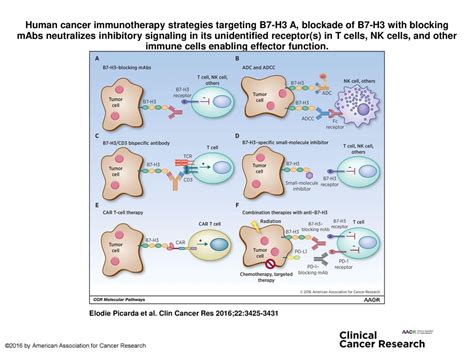 Human Cancer Immunotherapy Strategies Targeting B7 H3 A Blockade Of B7