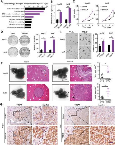 Overexpression Of Troap Promotes Hcc Cell Growth In Vitro And In Vivo