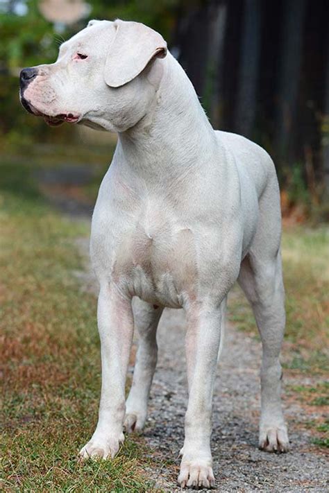 Dogo Argentino Dog Breed Information American Kennel Club