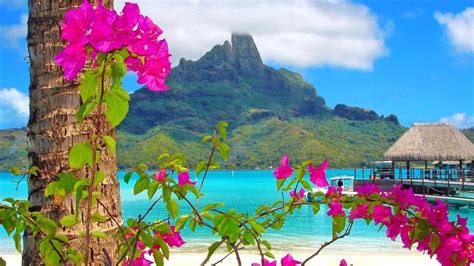 Flowers Tropical Beach Wallpapers Top Free Flowers Tropical Beach