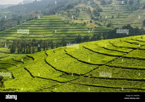 Tea plantations of western Rwanda, Africa Stock Photo - Alamy