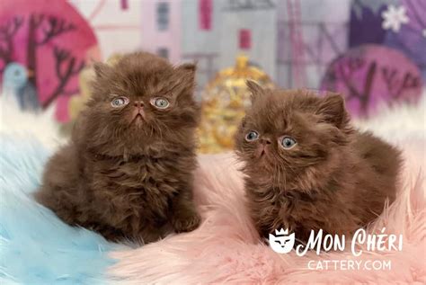 Chocolate Exotic Shorthair And Exotic Longhair Kitten Gallery