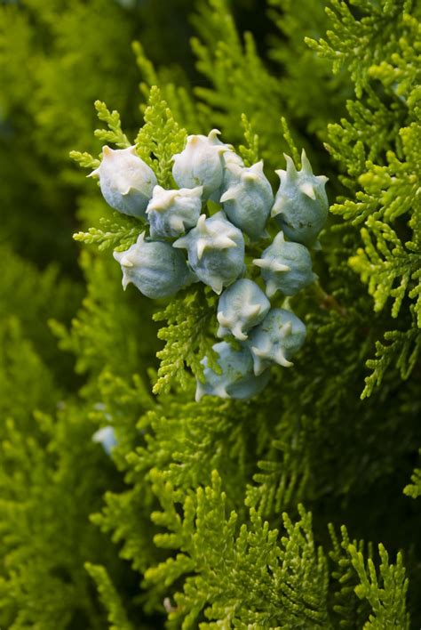 Buy Northern White Cedar For Sale Online Direct Native Plants