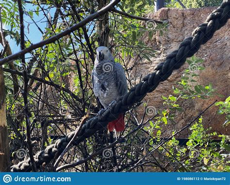 Grey Parrot Psittacus Erithacus Congo African Grey Parrot Le Gris Du