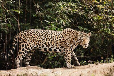 On A Pintada Tudo Sobre O Felino Mais Poderoso Das Am Ricas