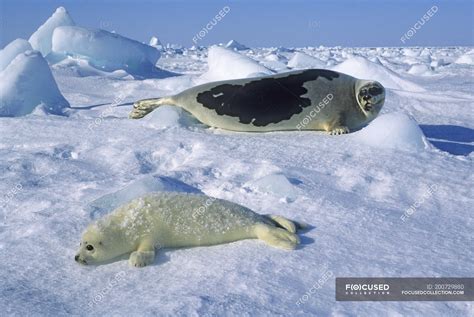 Harp seal and pup resting in snow of Gulf of Saint Lawrence, Canada. — nature, mammals - Stock ...