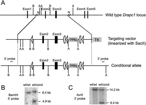 Targeting Strategy For The Conditional Inactivation Of The Drapc1 Gene