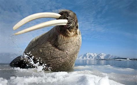 Walrus Arctic Ocean wallpaper | animals | Wallpaper Better