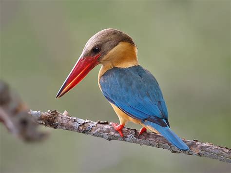 Stork-billed kingfisher