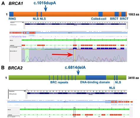 Identification Of The BRCA1 And BRCA2 Pathogenic Variants By NGS And