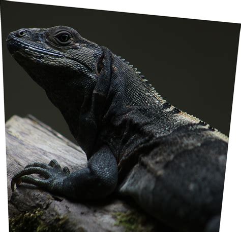 Black Iguana