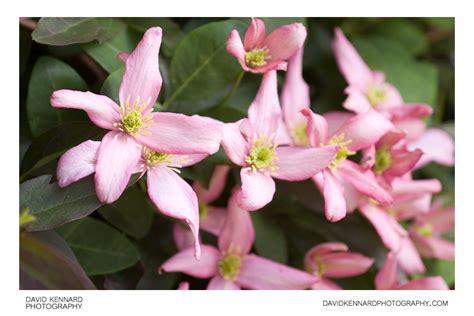 Pink Clematis montana flowers · David Kennard Photography