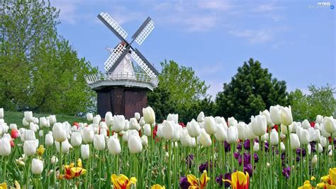 Windmill, Dutch, Tulips - Nice wallpapers: 1920x1080