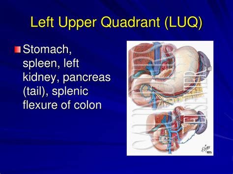 Ppt Abdominal Examination Powerpoint Presentation Free Download Id