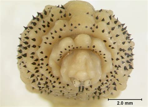 Human Bot Fly Dermatobia Hominis Linnaeus Jr