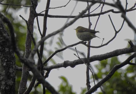 Ebird Checklist May Challenger Memorial Park Utc