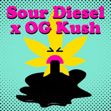 Buy Sour Diesel X Og Kush Feminized Seeds By Supreme Genetics In America Stellar Seeds