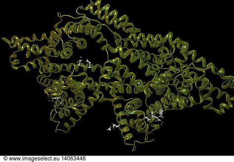 Bovine Serum Albumin Bovine Serum Albumin Illustration3d